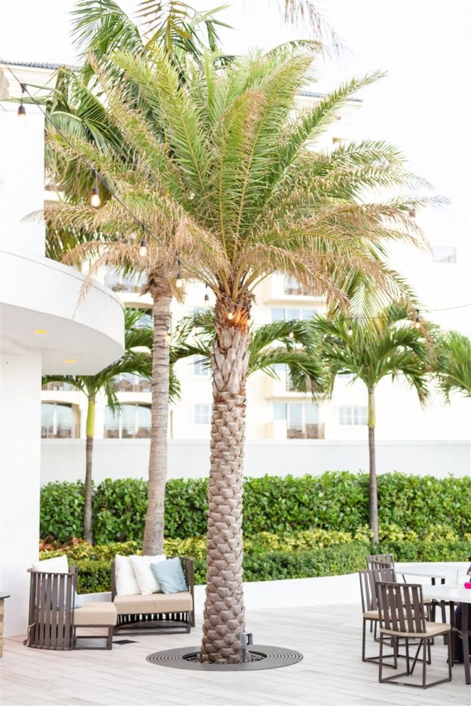 A few palm trees at the pool deck at The Conrad Fort Lauderdale Beach, wedding planned by Oh My Occasions