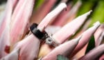 wedding rings on a protea flower
